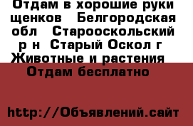 Отдам в хорошие руки щенков - Белгородская обл., Старооскольский р-н, Старый Оскол г. Животные и растения » Отдам бесплатно   